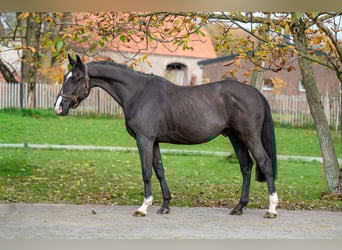 Zangersheider, Hongre, 5 Ans, 165 cm, Noir