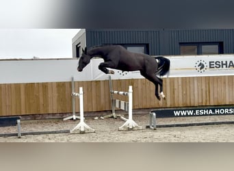 Zangersheider, Hongre, 5 Ans, 165 cm, Noir