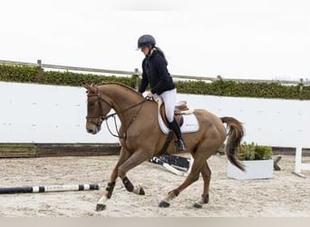 Zangersheider, Hongre, 5 Ans, 166 cm, Alezan