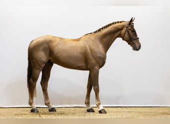 Zangersheider, Hongre, 5 Ans, 166 cm, Alezan