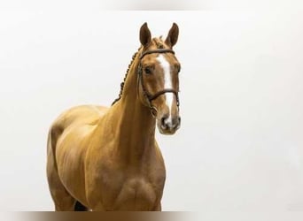 Zangersheider, Hongre, 5 Ans, 166 cm, Alezan