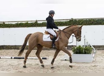 Zangersheider, Hongre, 5 Ans, 166 cm, Alezan