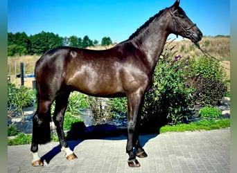 Zangersheider, Hongre, 5 Ans, 167 cm, Bai brun foncé