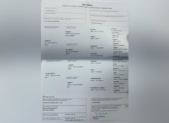 Zangersheider, Hongre, 5 Ans, 167 cm, Bai brun foncé