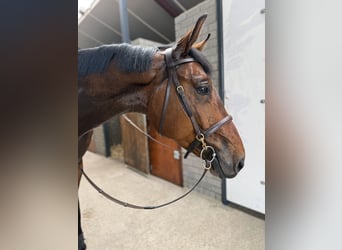 Zangersheider, Hongre, 5 Ans, 167 cm, Bai