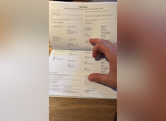 Zangersheider, Hongre, 5 Ans, 167 cm, Gris