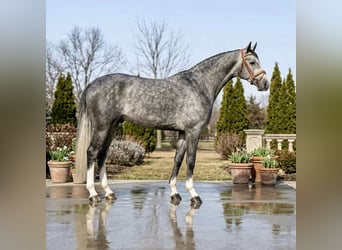 Zangersheider, Hongre, 5 Ans, 167 cm, Gris