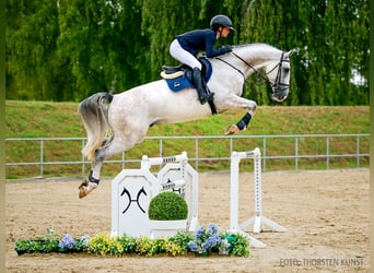 Zangersheider, Hongre, 5 Ans, 168 cm, Bai brun