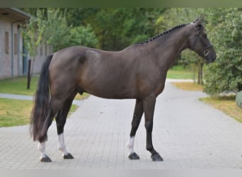 Zangersheider, Hongre, 5 Ans, 168 cm, Bai cerise