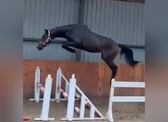 Zangersheider, Hongre, 5 Ans, 169 cm, Bai brun