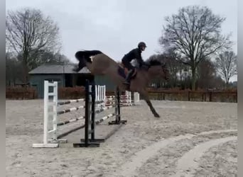 Zangersheider, Hongre, 5 Ans, 169 cm, Bai