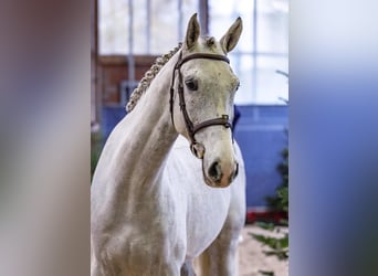 Zangersheider, Hongre, 5 Ans, 169 cm, Gris