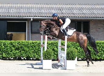 Zangersheider, Hongre, 5 Ans, 170 cm, Bai brun