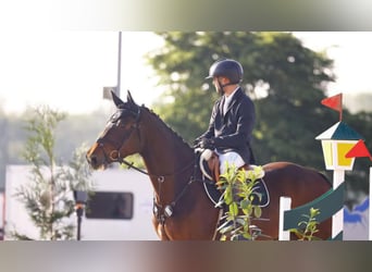 Zangersheider, Hongre, 5 Ans, 170 cm, Bai