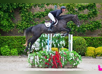 Zangersheider, Hongre, 5 Ans, 170 cm
