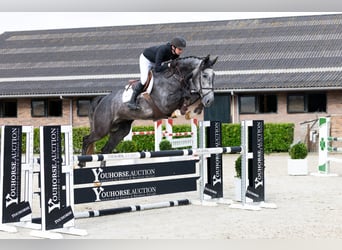 Zangersheider, Hongre, 5 Ans, 170 cm, Gris