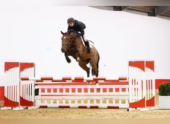 Zangersheider, Hongre, 5 Ans, 172 cm, Bai