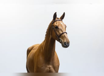 Zangersheider, Hongre, 5 Ans, 173 cm, Alezan