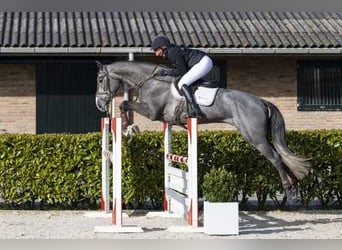 Zangersheider, Hongre, 5 Ans, 173 cm, Bai brun