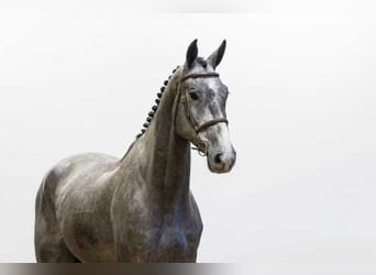Zangersheider, Hongre, 5 Ans, 173 cm, Bai brun