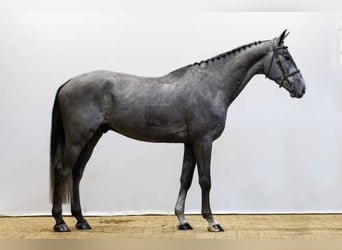 Zangersheider, Hongre, 5 Ans, 173 cm, Bai brun