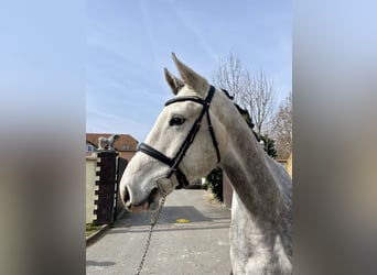 Zangersheider, Hongre, 5 Ans, 173 cm, Gris