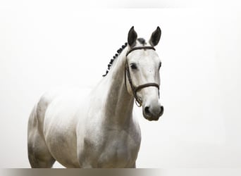 Zangersheider, Hongre, 5 Ans, 173 cm, Gris