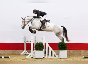 Zangersheider, Hongre, 5 Ans, 173 cm, Gris