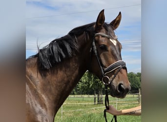 Zangersheider, Hongre, 5 Ans, 176 cm, Bai brun