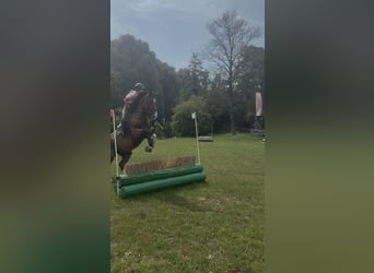 Zangersheider, Hongre, 5 Ans, 178 cm, Bai