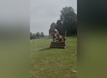 Zangersheider, Hongre, 5 Ans, 178 cm, Bai