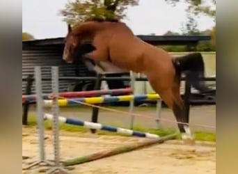 Zangersheider, Hongre, 5 Ans, 178 cm, Bai