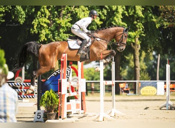Zangersheider, Hongre, 5 Ans, 179 cm, Bai