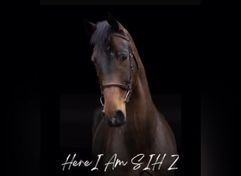 Zangersheider, Hongre, 5 Ans, 180 cm, Bai
