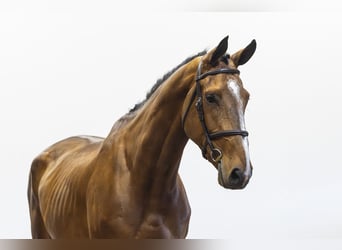 Zangersheider, Hongre, 5 Ans, 180 cm