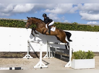 Zangersheider, Hongre, 5 Ans, 180 cm