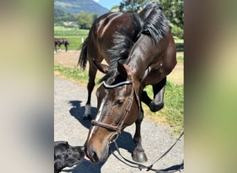 Zangersheider, Hongre, 5 Ans, Bai brun foncé