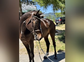 Zangersheider, Hongre, 5 Ans, Bai brun foncé