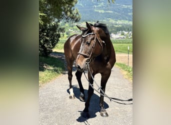 Zangersheider, Hongre, 5 Ans, Bai brun foncé