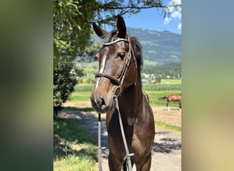 Zangersheider, Hongre, 5 Ans, Bai brun foncé