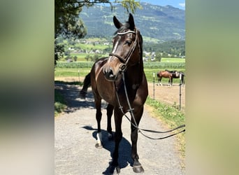 Zangersheider, Hongre, 5 Ans, Bai brun foncé