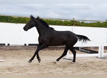 Zangersheider, Hongre, 5 Ans, Bai brun foncé Zangersheider, Hongre, 5 Ans, Bai brun foncé