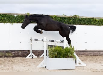 Zangersheider, Hongre, 5 Ans, Bai brun foncé Zangersheider, Hongre, 5 Ans, Bai brun foncé