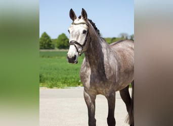 Zangersheider, Hongre, 5 Ans, Gris