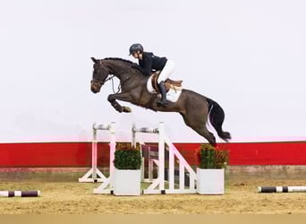 Zangersheider, Hongre, 6 Ans, 148 cm, Bai brun