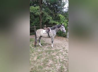 Zangersheider, Hongre, 6 Ans, 158 cm, Gris