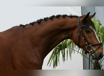 Zangersheider, Hongre, 6 Ans, 162 cm, Bai