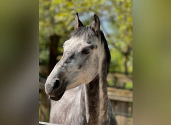 Zangersheider, Hongre, 6 Ans, 162 cm, Gris