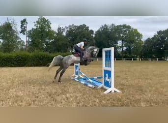 Zangersheider, Hongre, 6 Ans, 162 cm, Gris