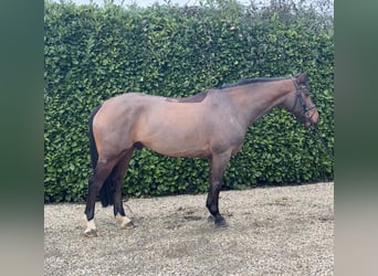 Zangersheider, Hongre, 6 Ans, 163 cm, Bai